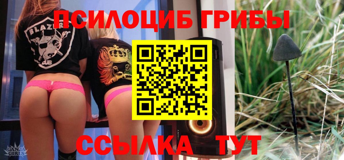 Галлюциногенные грибы мицелий  Вход с VPN  Михайловск  Галлюциногенные грибы Psilocybe 